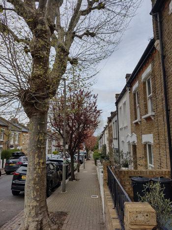 Figs. 53-57: Trees in different seasons – more traditional London Plane have been replaced with smaller ornamental varieties