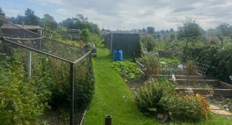 Fig. 99: The allotments on a summer's day. They cover part of the playing fields and add a great degree of texture and visual interest to the otherwise open, grassy fields.