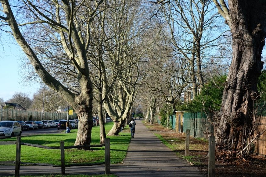 Fig. 58: Mature tree down Danebury Avenue, historically the main carriageway to Mount Clare house